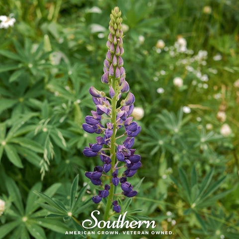 Russell Lupine – 50 Seeds, additional product view 2