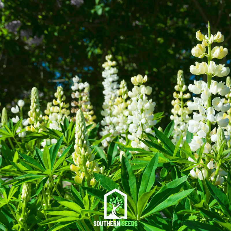 Load image into Gallery viewer, Noble Maiden Lupine Russell – 50 Seeds
