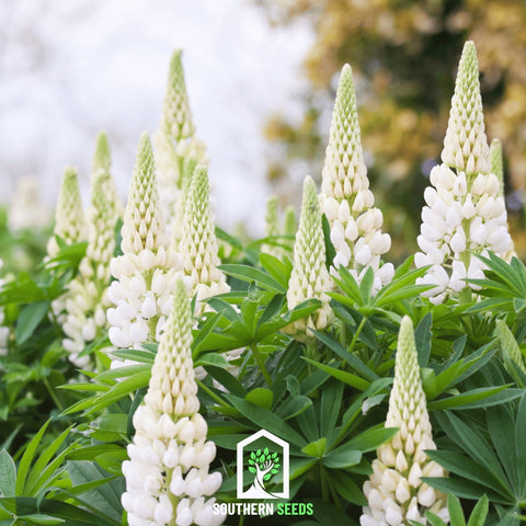 Noble Maiden Lupine Russell 50 Seeds