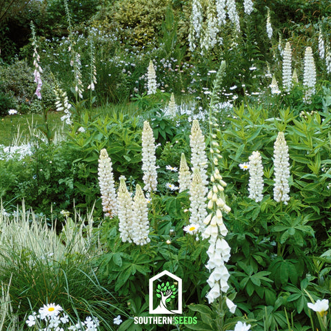 Noble Maiden Lupine Russell – 50 Seeds, additional product view 2