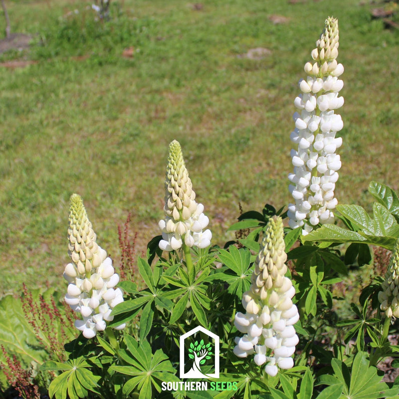 Load image into Gallery viewer, Noble Maiden Lupine Russell – 50 Seeds

