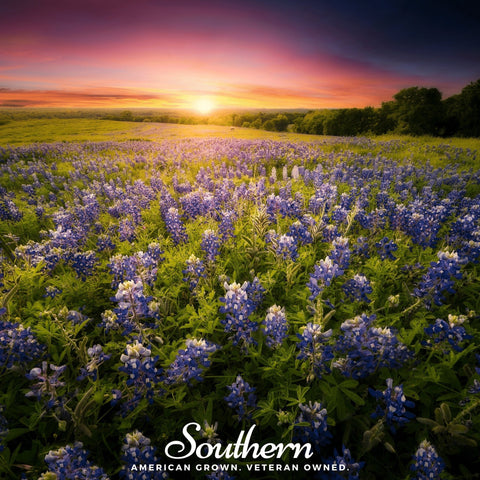 Texas Bluebonnet Lupine 50 Seeds