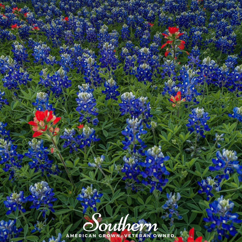 Load image into Gallery viewer, Texas Bluebonnet Lupine – 50 Seeds
