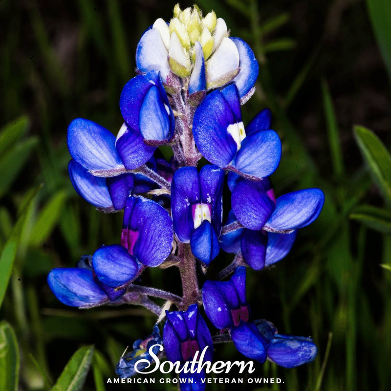 Load image into Gallery viewer, Texas Bluebonnet Lupine – 50 Seeds
