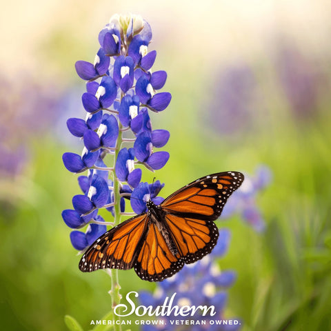 Texas Bluebonnet Lupine – 50 Seeds, additional product view 2