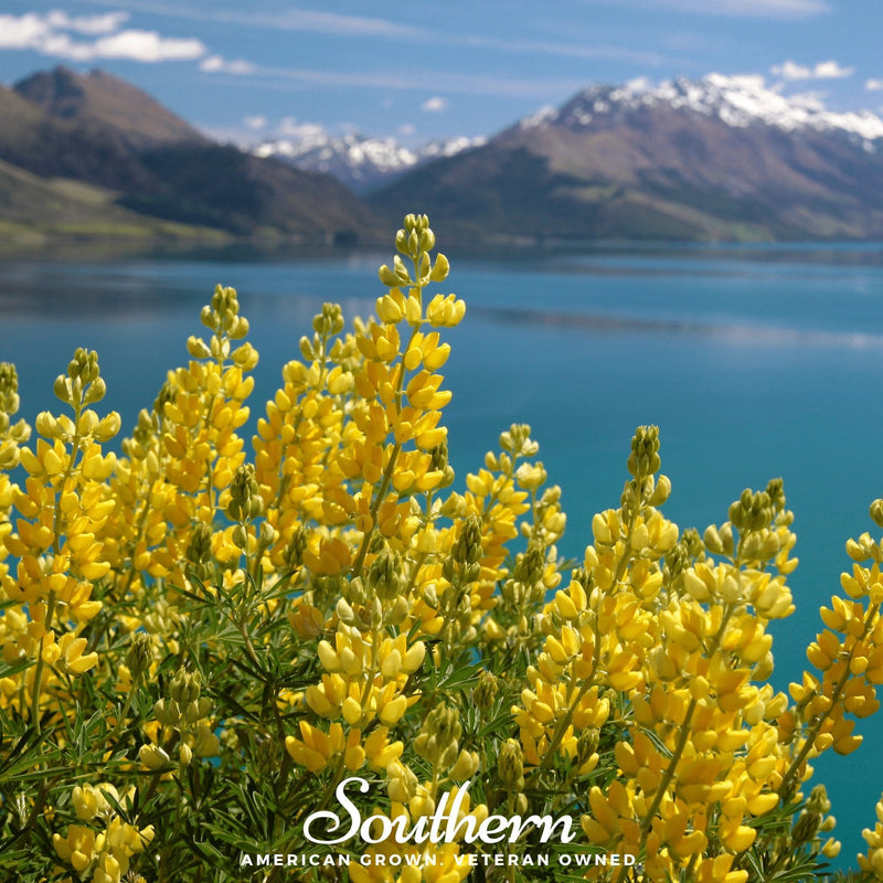 Load image into Gallery viewer, Yellow Lupine – 50 Seeds
