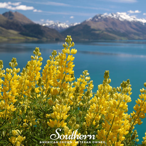 Yellow Lupine 50 Seeds