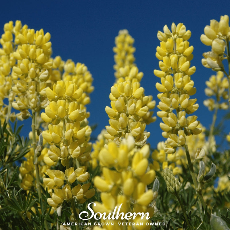 Load image into Gallery viewer, Yellow Lupine – 50 Seeds
