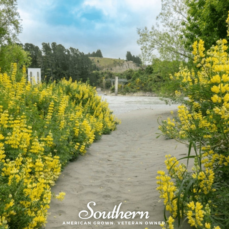 Load image into Gallery viewer, Yellow Lupine – 50 Seeds
