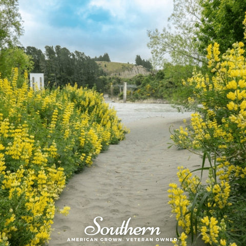 Yellow Lupine – 50 Seeds, additional product view 2