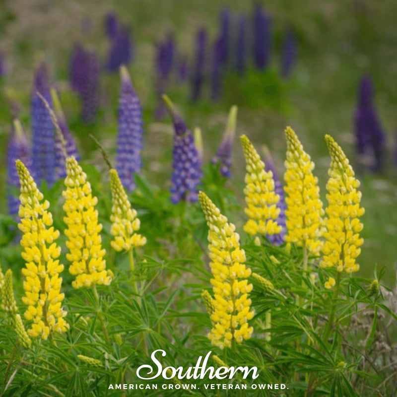 Load image into Gallery viewer, Yellow Lupine – 50 Seeds
