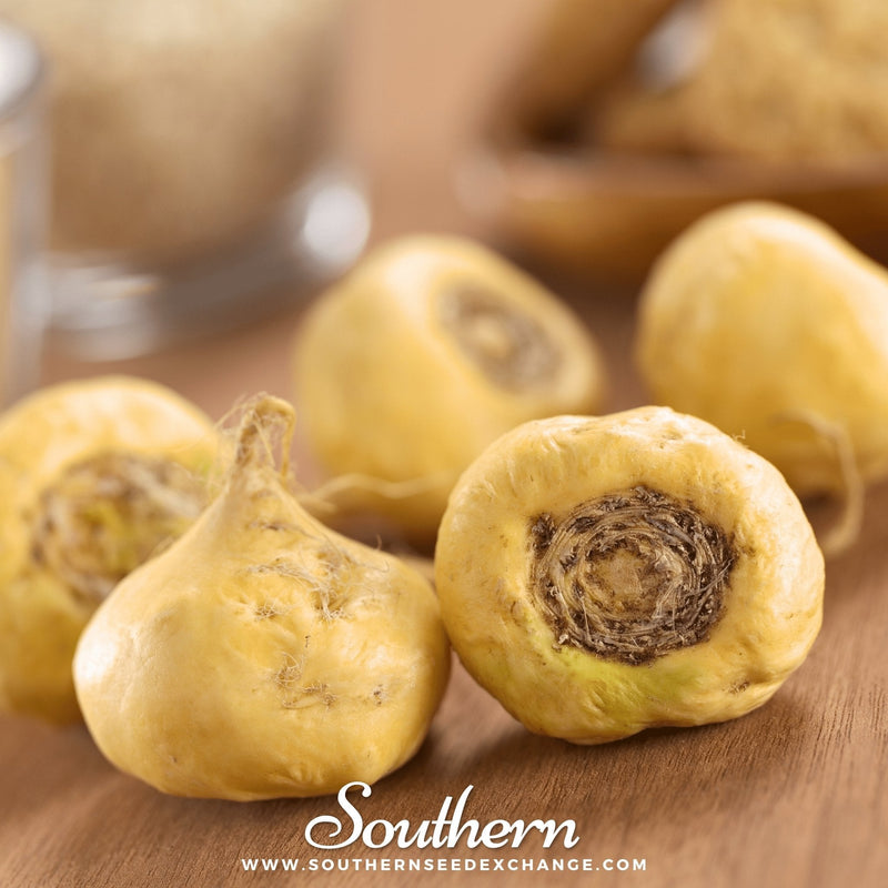 Load image into Gallery viewer, Maca – 25 Seeds
