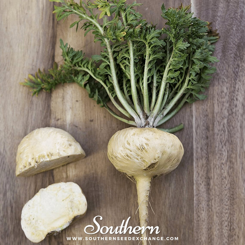 Load image into Gallery viewer, Maca – 25 Seeds
