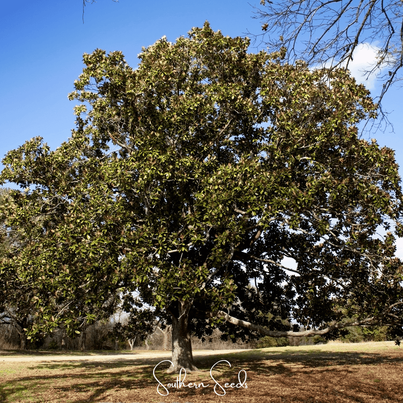 Load image into Gallery viewer, Southern Magnolia – 5 Seeds
