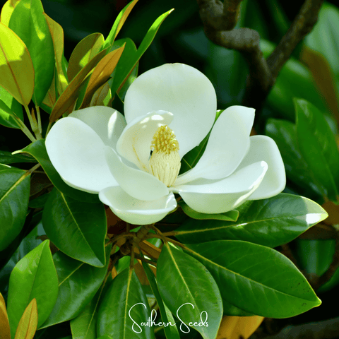 Southern Magnolia 5 Seeds