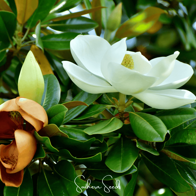 Load image into Gallery viewer, Southern Magnolia – 5 Seeds
