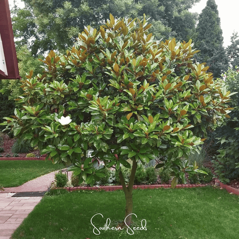 Southern Magnolia – 5 Seeds, additional product view 2