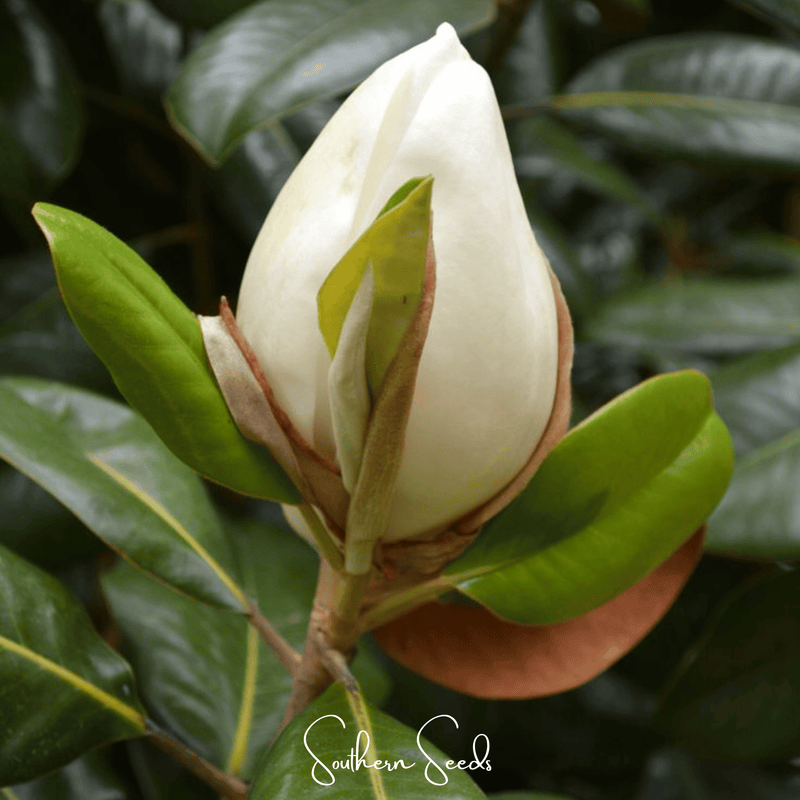 Load image into Gallery viewer, Southern Magnolia – 5 Seeds
