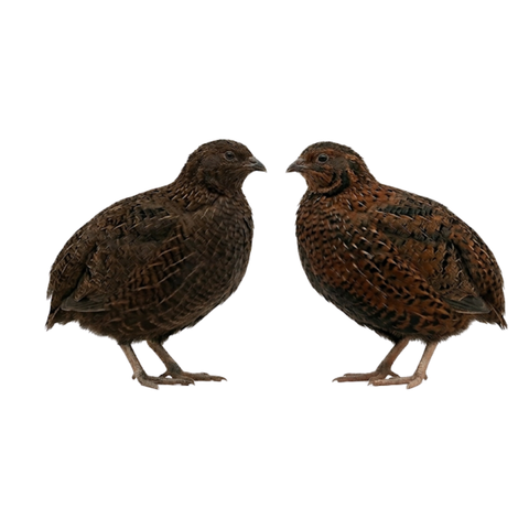Carton of dark-feathered Tibetan and Rosetta Coturnix quail hatching eggs.