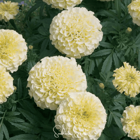 Moonlight African Marigold – 50 Seeds, additional product view 2