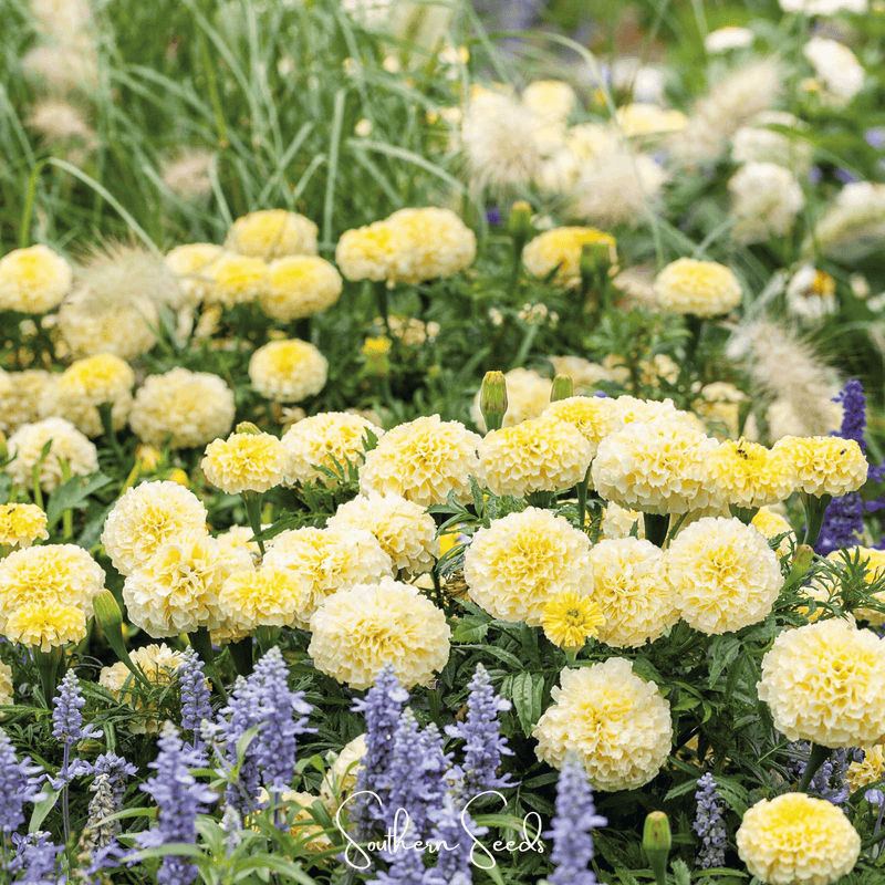 Load image into Gallery viewer, Moonlight African Marigold – 50 Seeds
