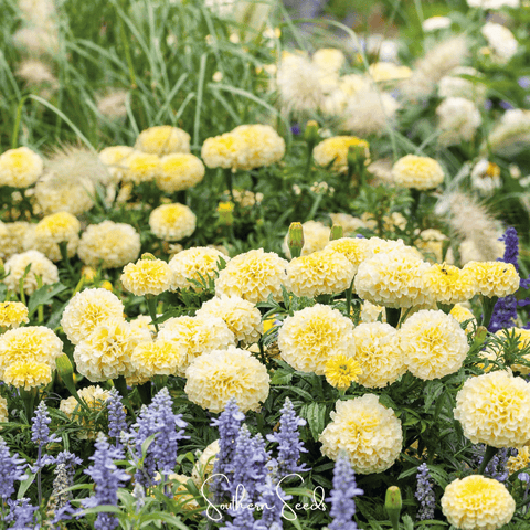 Moonlight African Marigold 50 Seeds