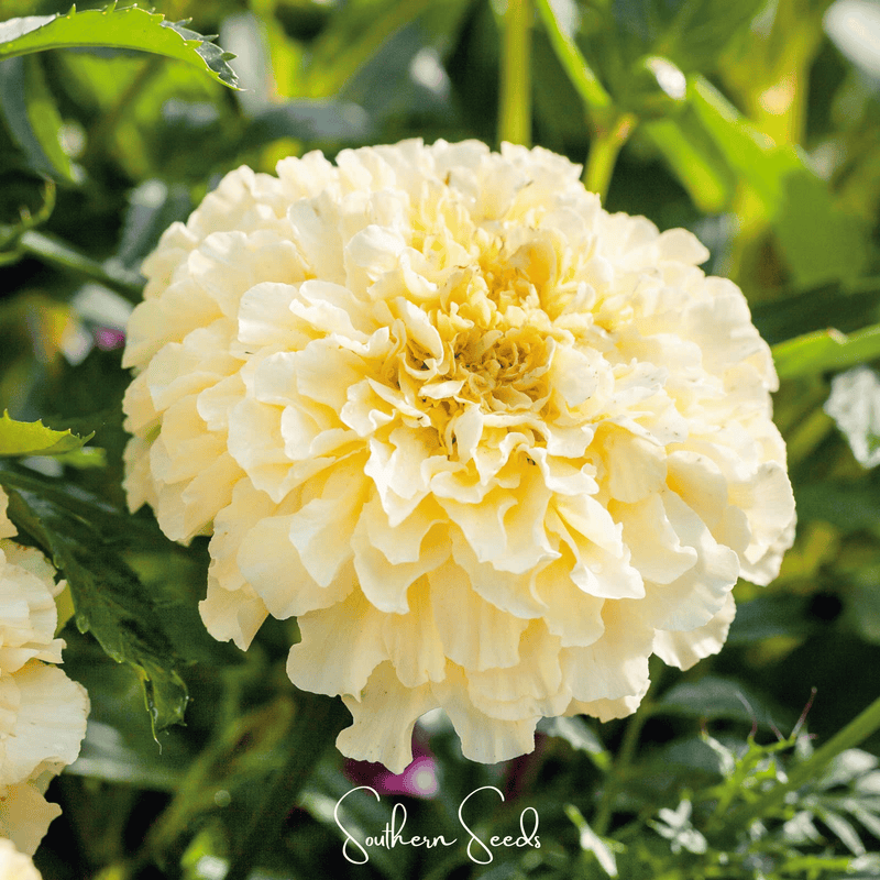 Load image into Gallery viewer, Moonlight African Marigold – 50 Seeds
