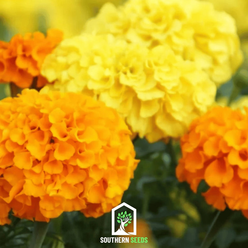 Load image into Gallery viewer, Crackerjack Marigold – 100 Seeds
