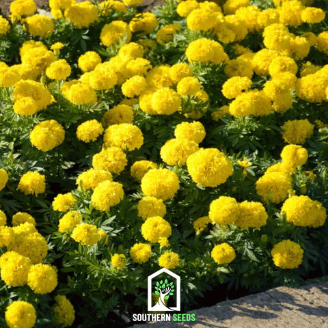 Crackerjack Marigold – 100 Seeds, additional product view 2