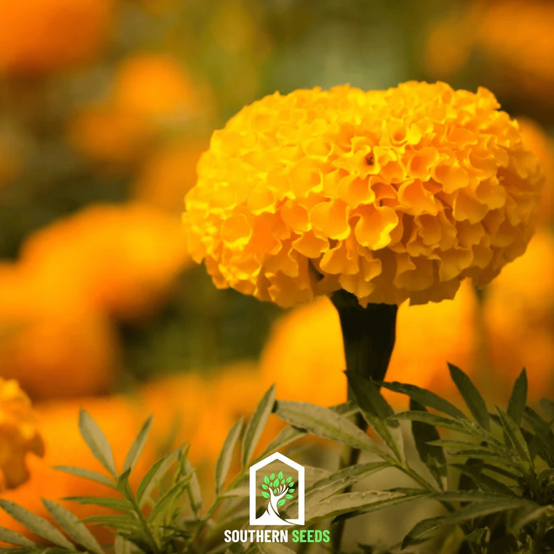 Load image into Gallery viewer, Crackerjack Marigold – 100 Seeds
