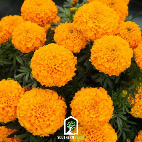 Crackerjack Marigold 100 Seeds