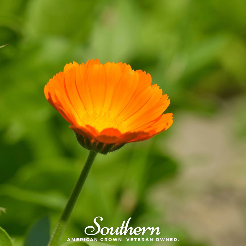 Load image into Gallery viewer, English Marigold – 100 Seeds
