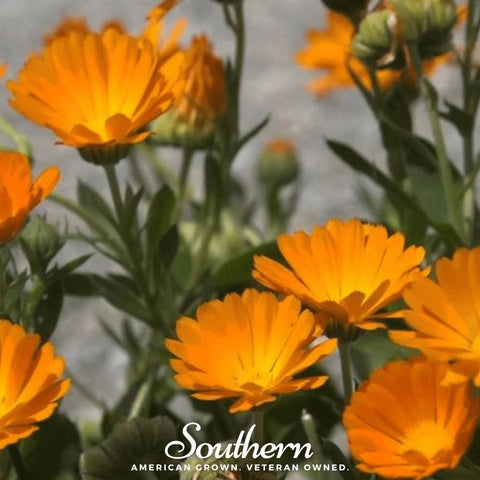 English Marigold – 100 Seeds, additional product view 2