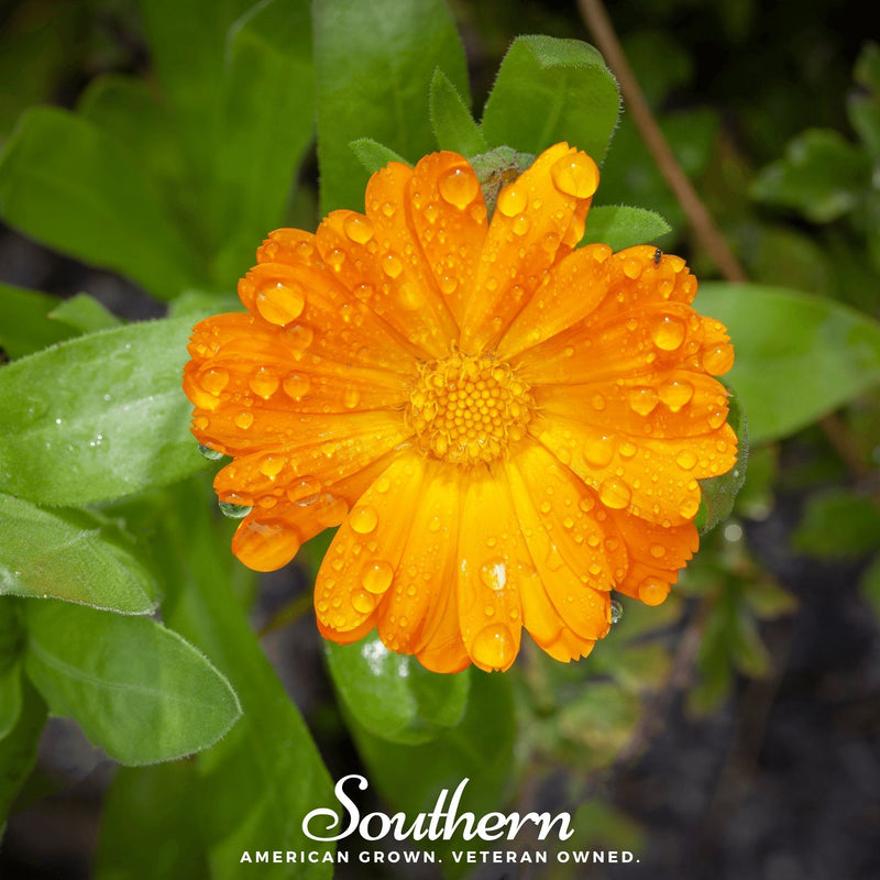 Load image into Gallery viewer, English Marigold – 100 Seeds
