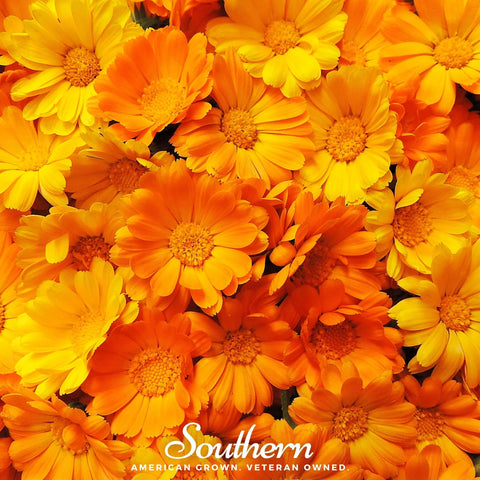 English Marigold 100 Seeds