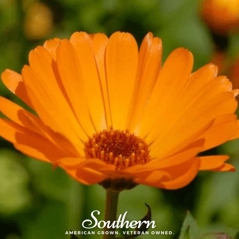 Load image into Gallery viewer, English Marigold – 100 Seeds
