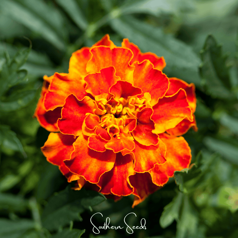 Load image into Gallery viewer, Bolero French Marigold – 50 Seeds
