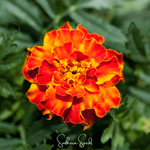 Bolero French Marigold 50 Seeds