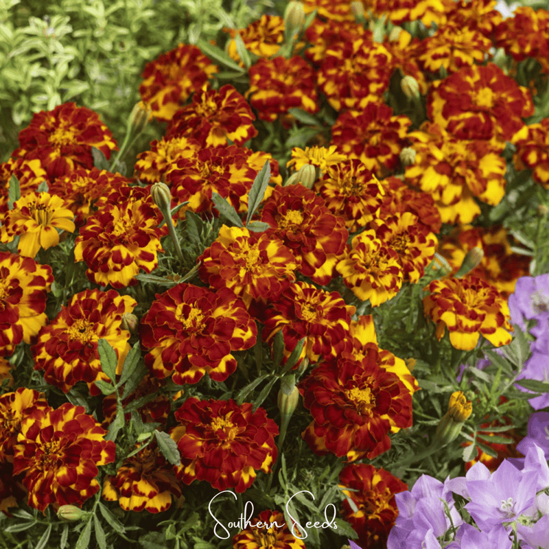 Load image into Gallery viewer, Bolero French Marigold – 50 Seeds
