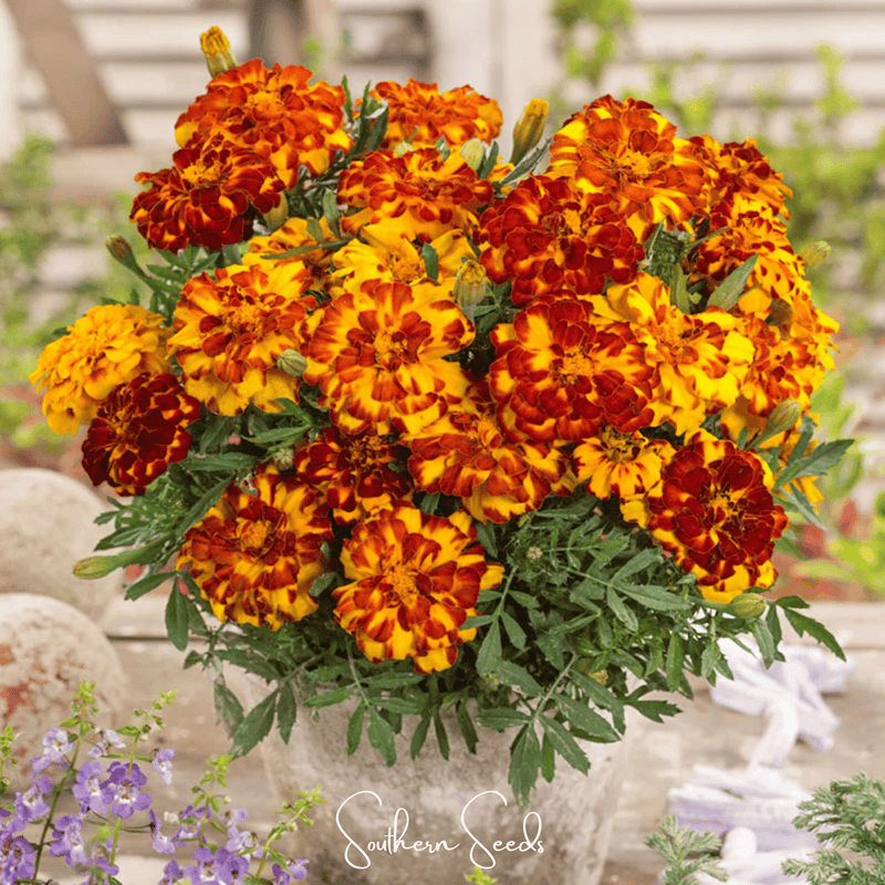 Load image into Gallery viewer, Bolero French Marigold – 50 Seeds
