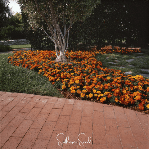 Bolero French Marigold – 50 Seeds, additional product view 2