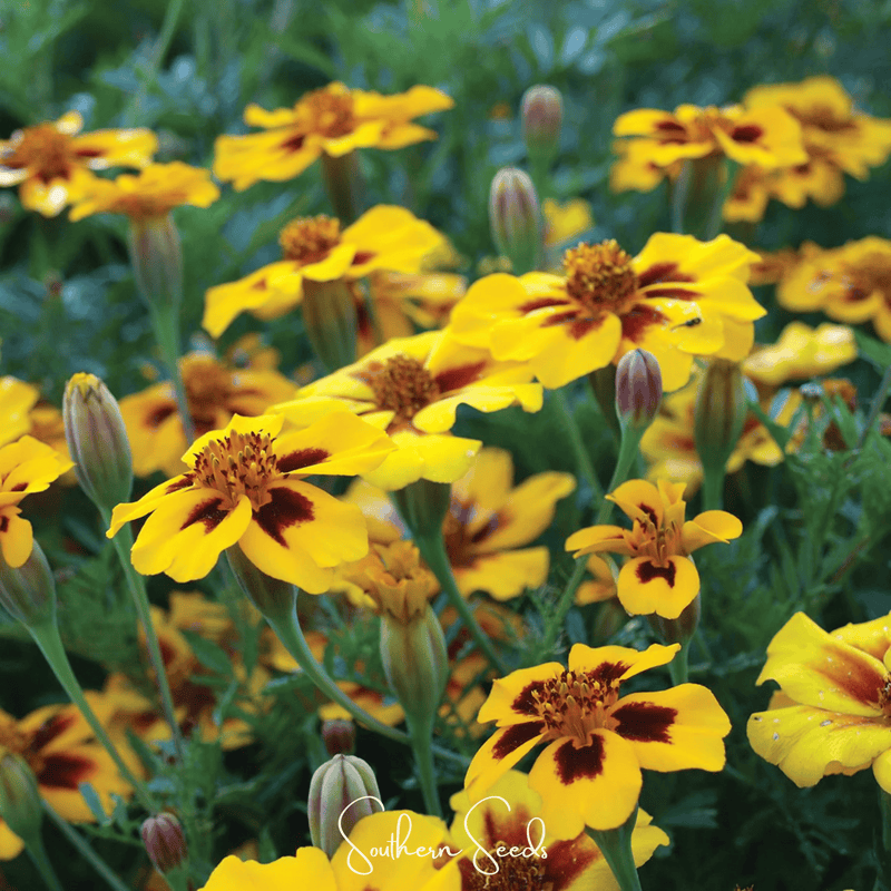 Load image into Gallery viewer, Naughty Marietta Marigold – 100 Seeds
