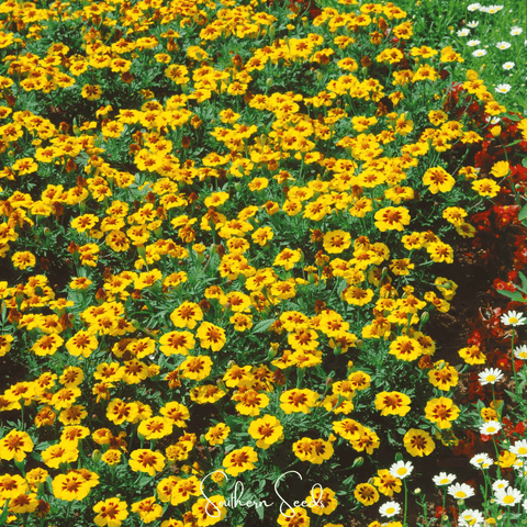 Naughty Marietta Marigold – 100 Seeds, additional product view 2
