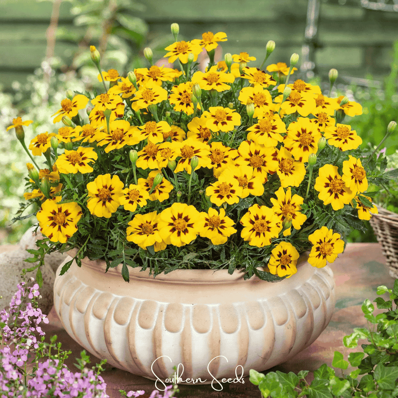 Load image into Gallery viewer, Naughty Marietta Marigold – 100 Seeds
