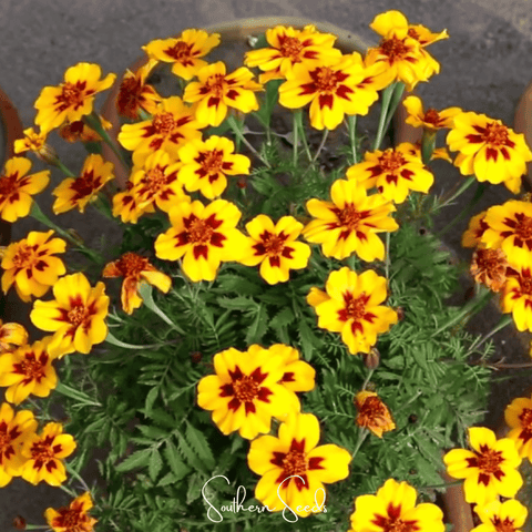Naughty Marietta Marigold 100 Seeds