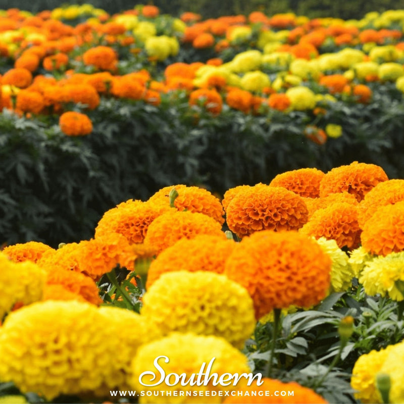 Load image into Gallery viewer, Petite French Marigold (French) – 100 Seeds
