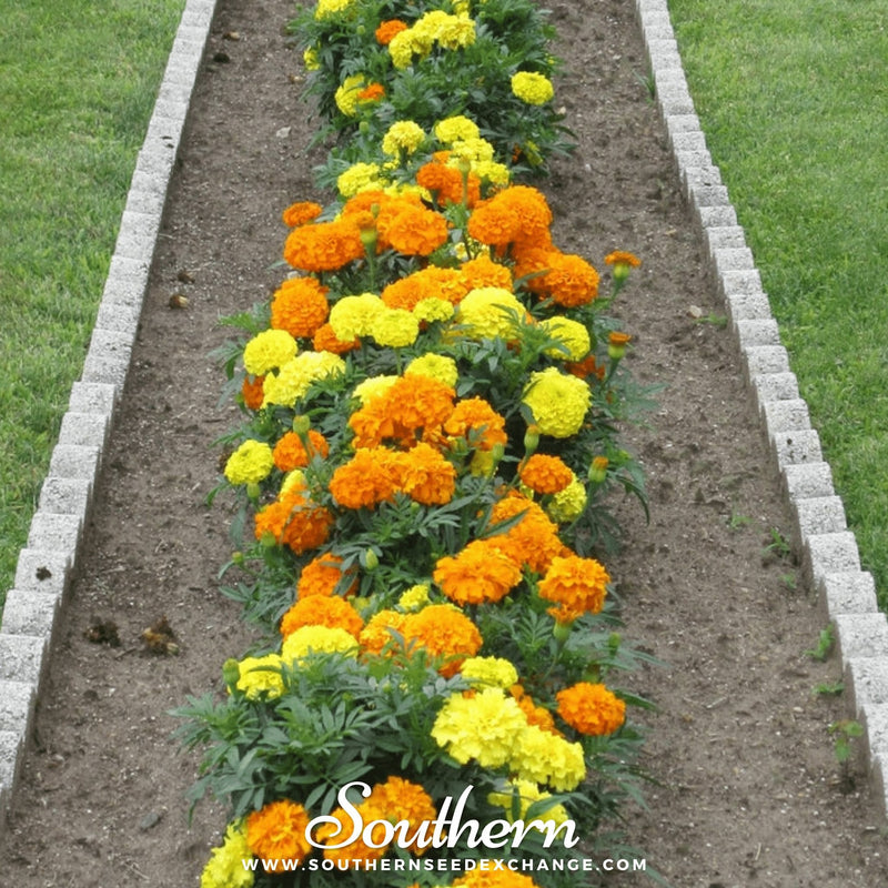 Load image into Gallery viewer, Petite French Marigold (French) – 100 Seeds
