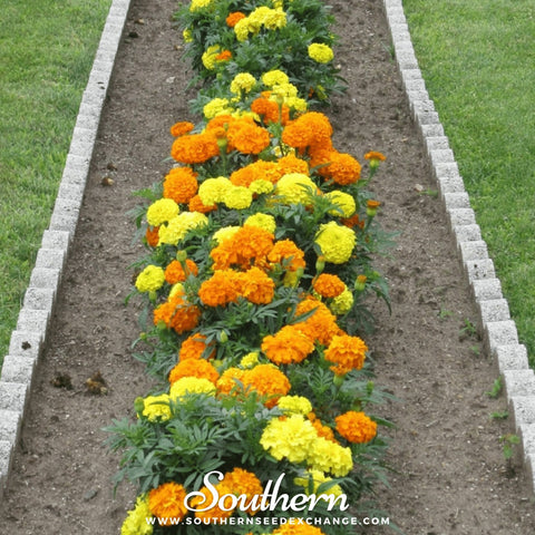 Petite French Marigold (French) – 100 Seeds, additional product view 2