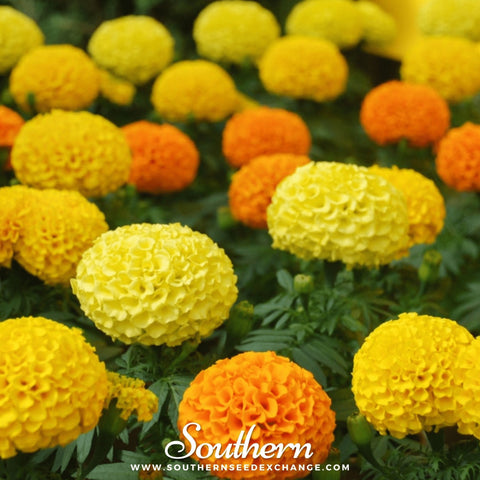 Petite French Marigold seeds package, 100 count, GrowTime Garden Supply