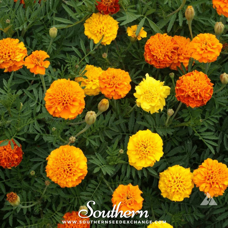 Load image into Gallery viewer, Petite French Marigold (French) – 100 Seeds

